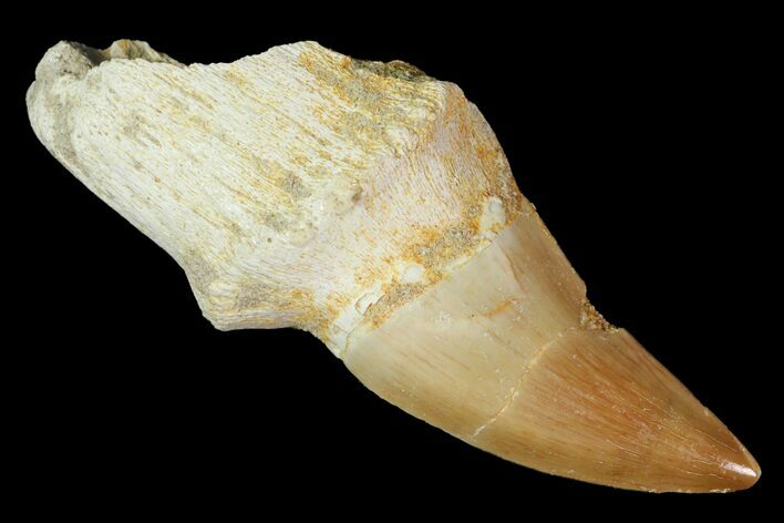 Fossil Rooted Mosasaur (Prognathodon) Tooth - Morocco #117061